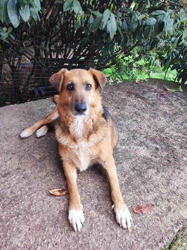 LUNA SIMIL PASTORE TEDESCO Foto 1