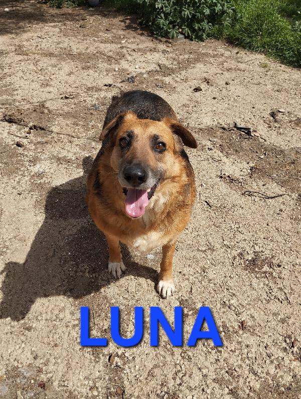 LUNA SIMIL PASTORE TEDESCO Foto 2