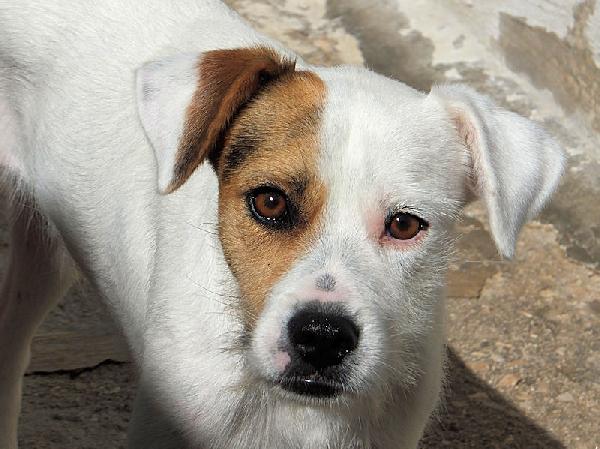 Tobia