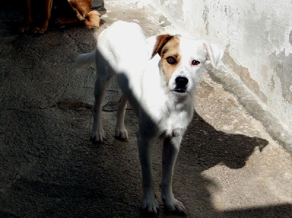 Tobia Foto 2