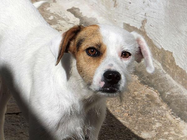 Tobia Foto 5