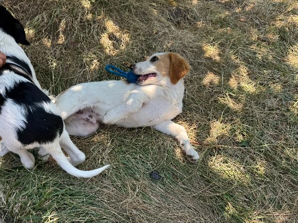 Artù, l ultimo della cucciolata senza richiesta  Foto 2