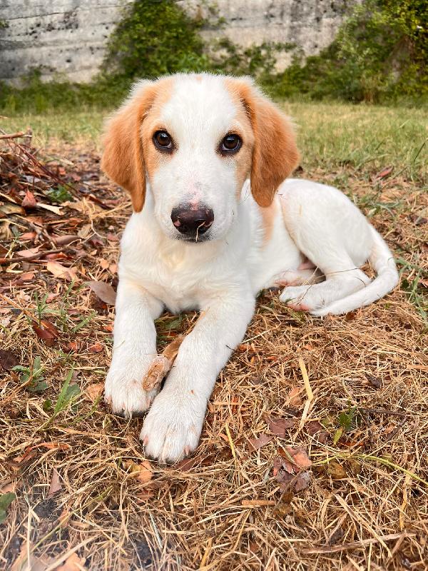 Artù, l ultimo della cucciolata senza richiesta  Foto 4