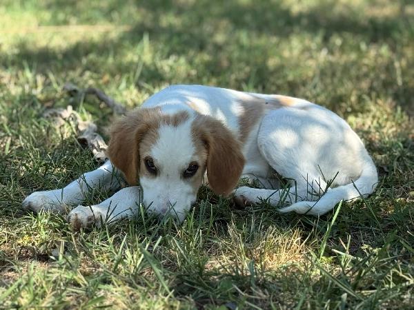 Artù, l ultimo della cucciolata senza richiesta  Foto 5
