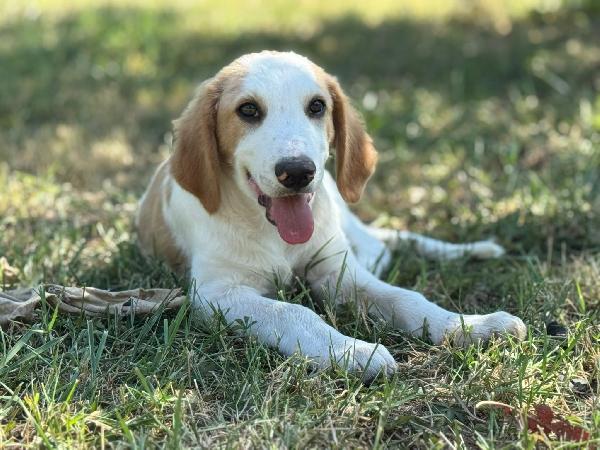 Artù, l ultimo della cucciolata senza richiesta  Foto 6