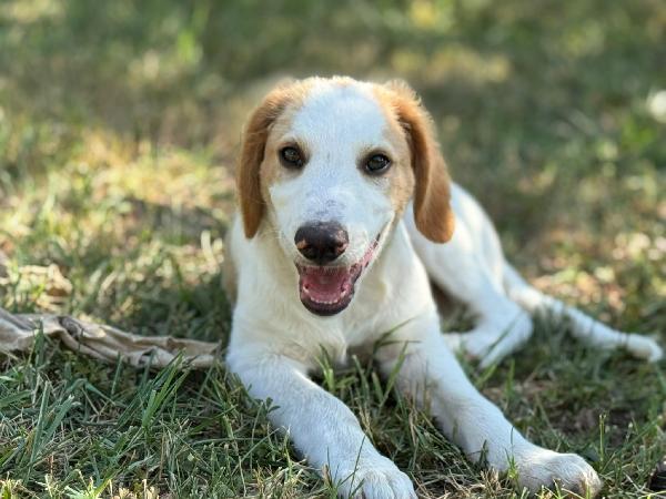 Artù, l ultimo della cucciolata senza richiesta  Foto 7