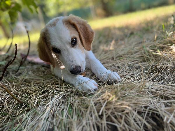Artù, l ultimo della cucciolata senza richiesta  Foto 8