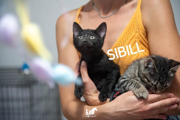 Sauron E Sibill