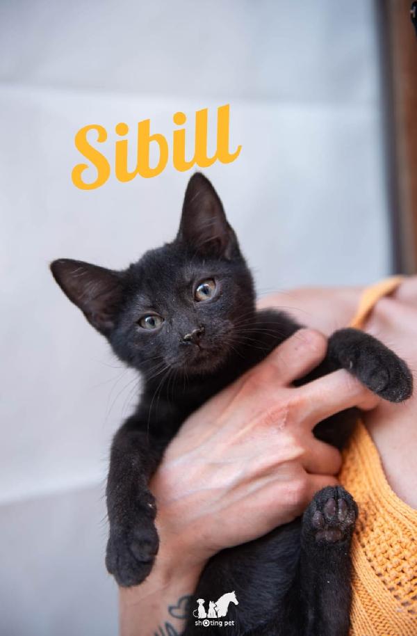 SAURON E SIBILL Foto 3