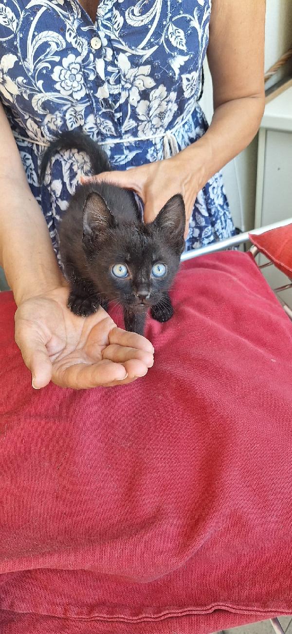 SMOKEY:PICCOLO MECCANICO  Foto 2