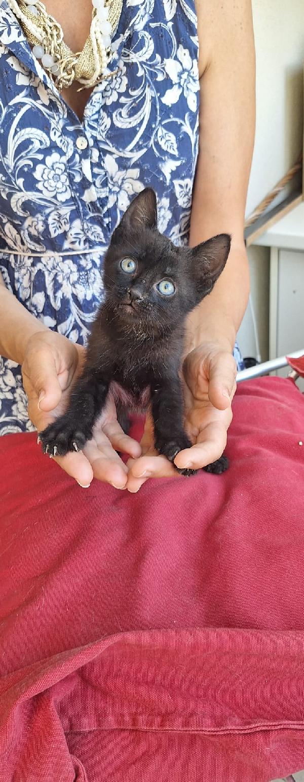 SMOKEY:PICCOLO MECCANICO  Foto 4