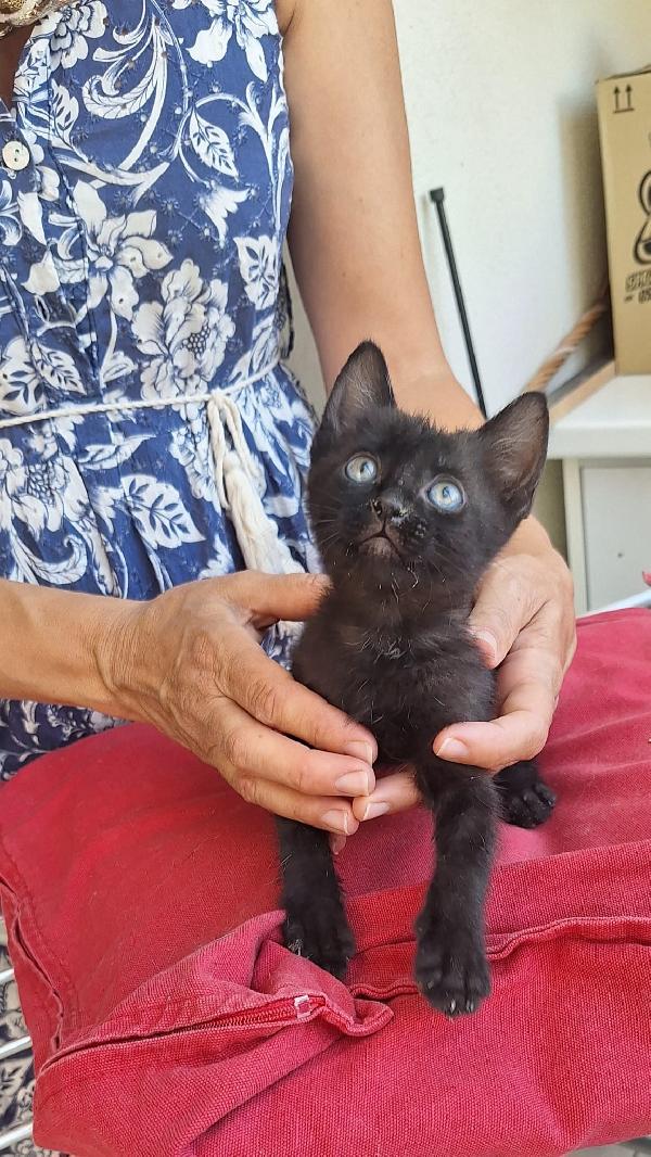 SMOKEY:PICCOLO MECCANICO  Foto 5