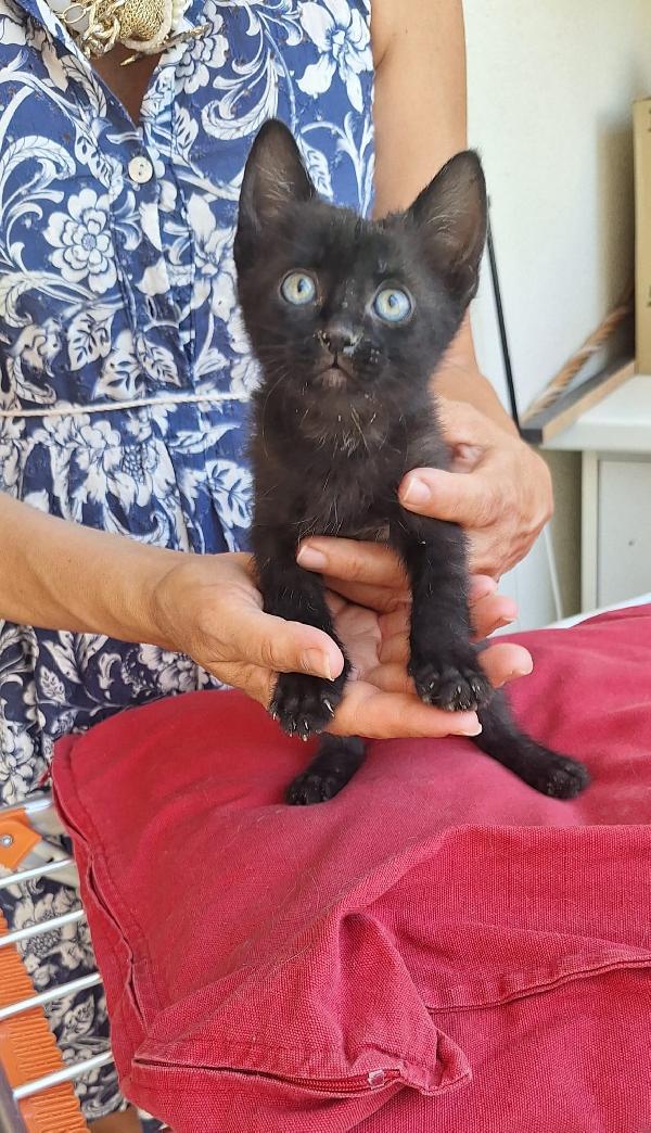 SMOKEY:PICCOLO MECCANICO  Foto 6