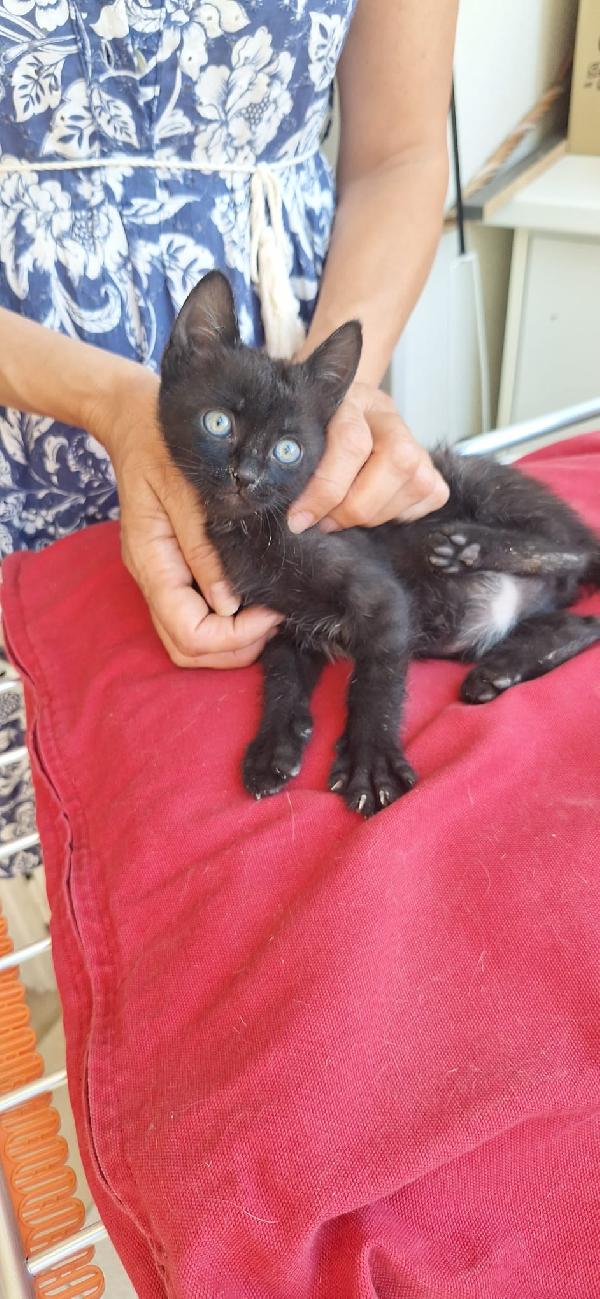 SMOKEY:PICCOLO MECCANICO  Foto 7