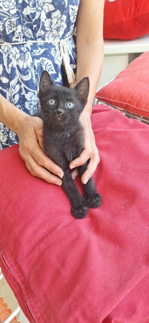 SMOKEY:PICCOLO MECCANICO  Foto 8