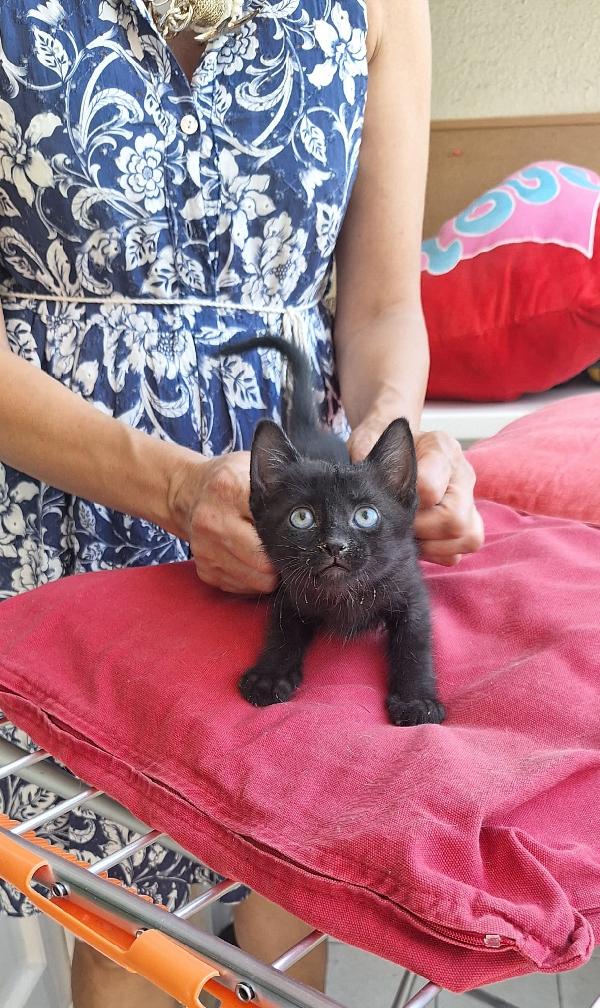 SMOKEY:PICCOLO MECCANICO  Foto 10