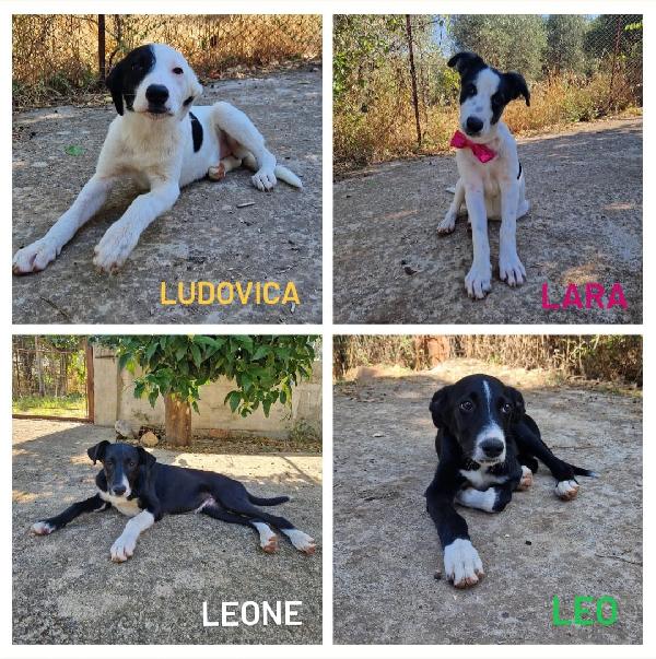 Leone, Leo, Lara E Ludovica