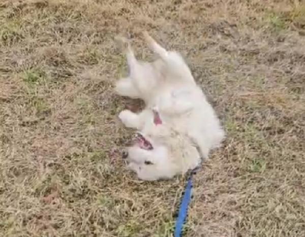 Bubu 4anni SALVATO 2ANNI FA HELP NOVARA Foto 7