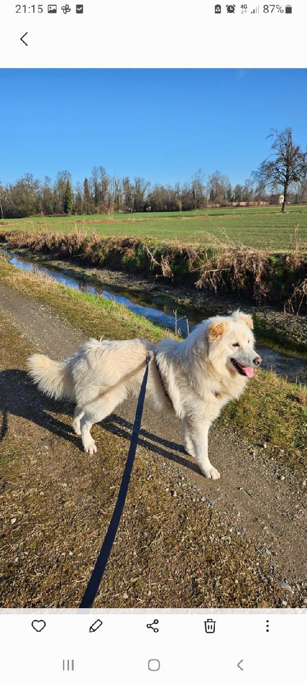 Bubu 4anni SALVATO 2ANNI FA HELP NOVARA Foto 8