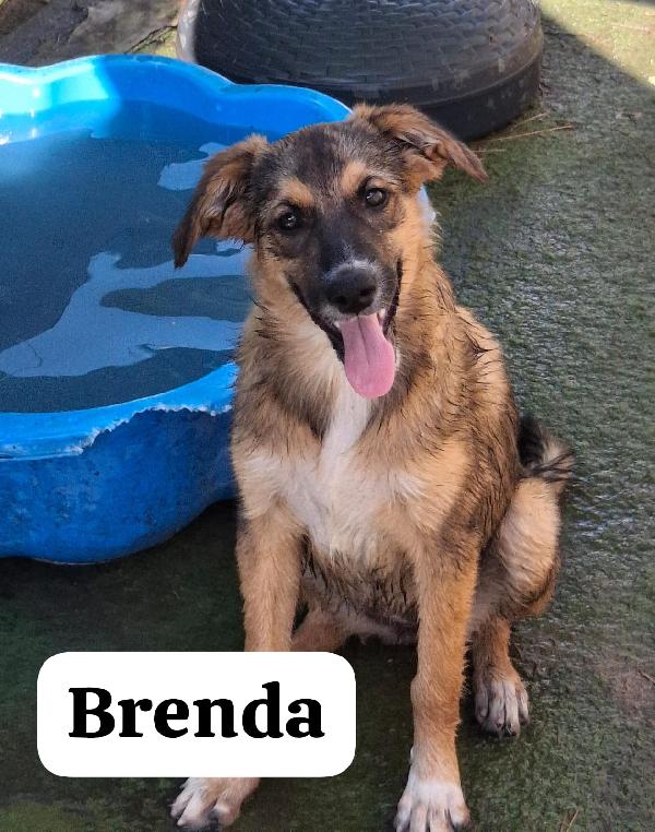Brenda💖💖💖