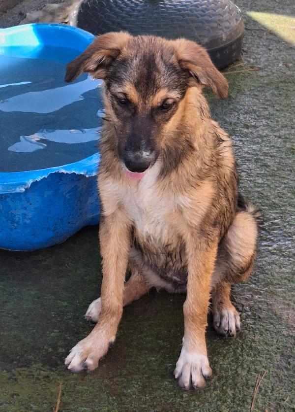 BRENDA cucciolotta di 5 mesi taglia media  Foto 3