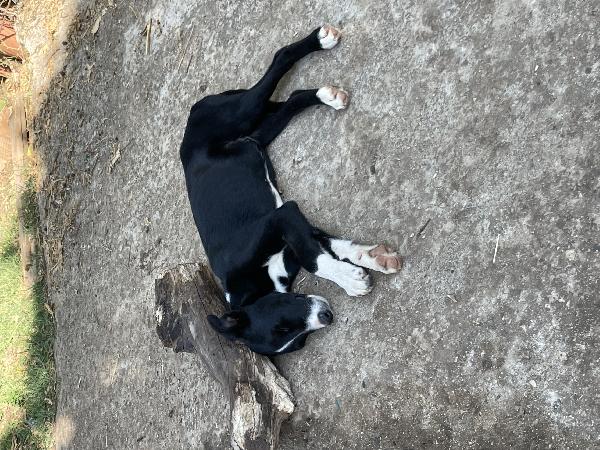 Leo Foto 3