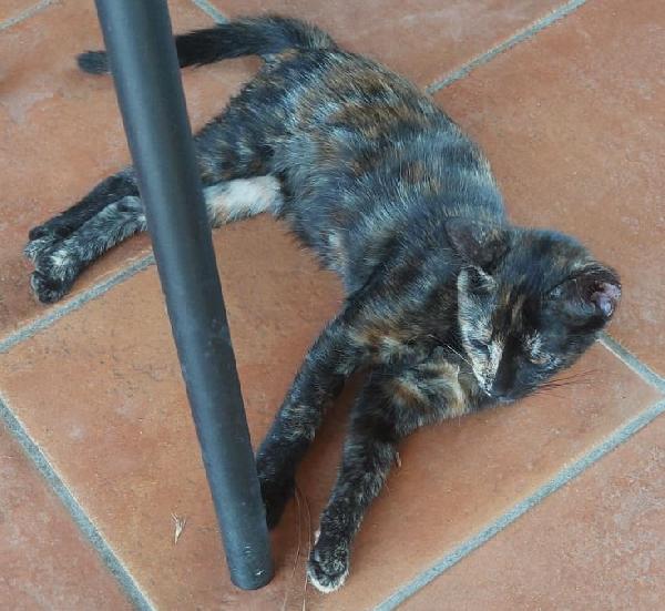 SQUAMY, 3,5 mesi Foto 2