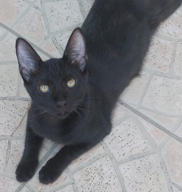 Sweety, Maschietto Di Ca 3,5 Mesi