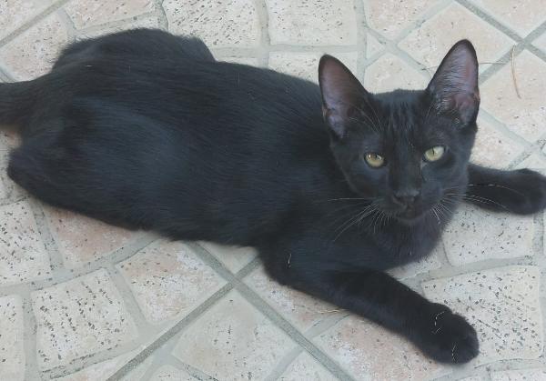 SWEETY, maschietto di ca 3,5 mesi Foto 2