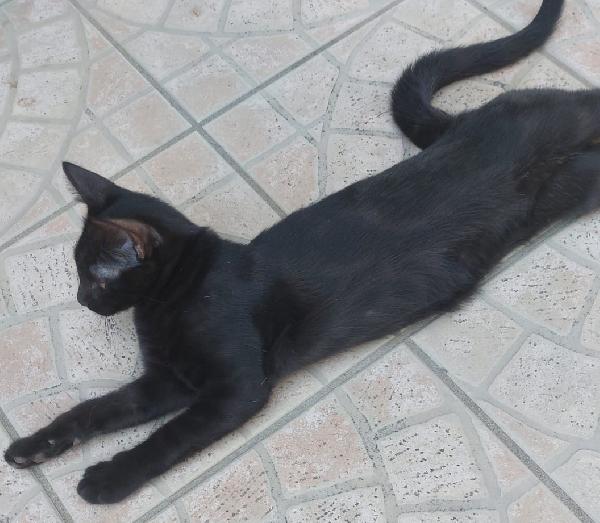 SWEETY, maschietto di ca 3,5 mesi Foto 3