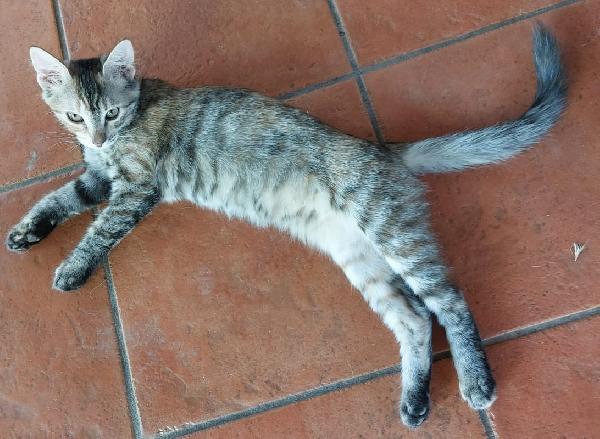 Vicky, Gattina Dolcissima Di 3,5 Mesi