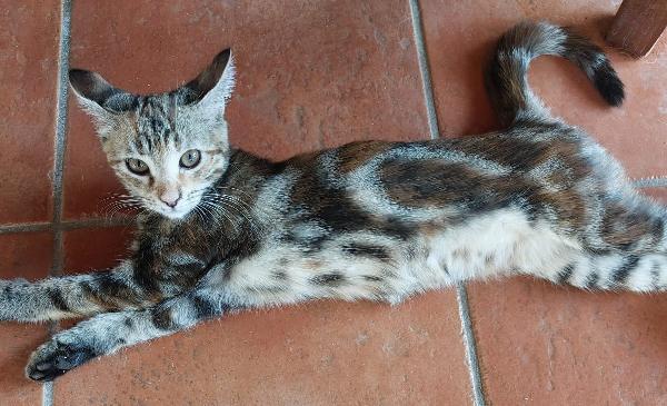 Sonya, Decisamente Bellissima, 3,5 Mesi