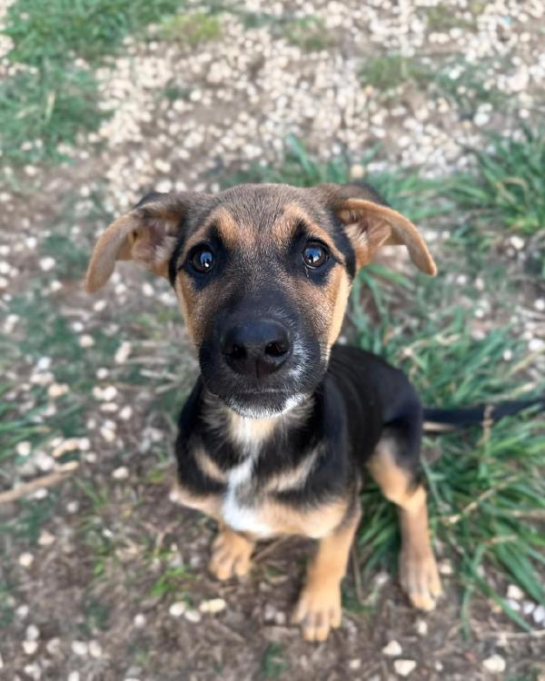 Cher Dolce Cucciola 3 Mesi Cerca Casa