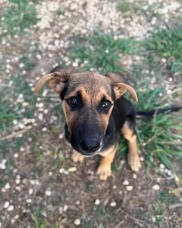 Cher dolce cucciola 3 mesi cerca casa Foto 2
