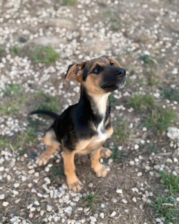 Cher dolce cucciola 3 mesi cerca casa Foto 3