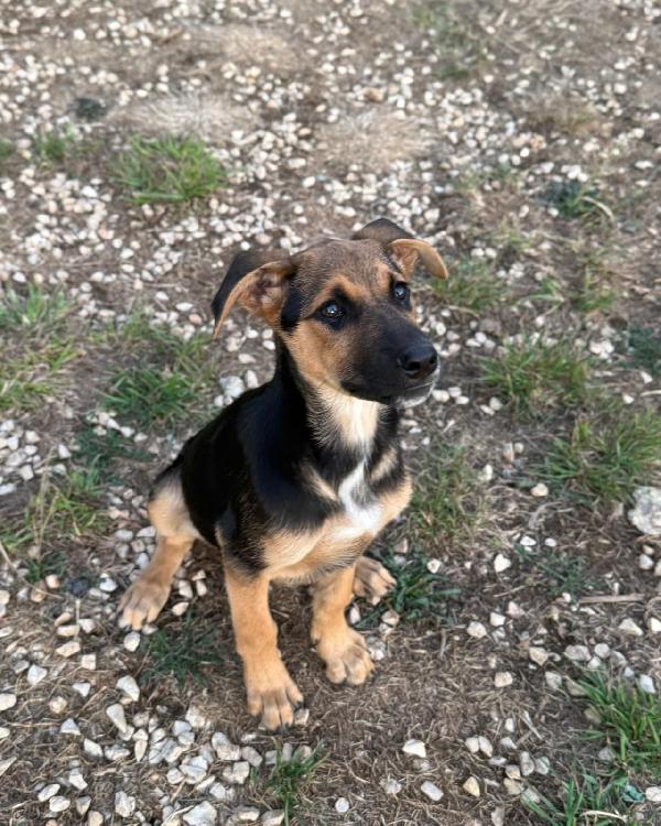 Cher dolce cucciola 3 mesi cerca casa Foto 4