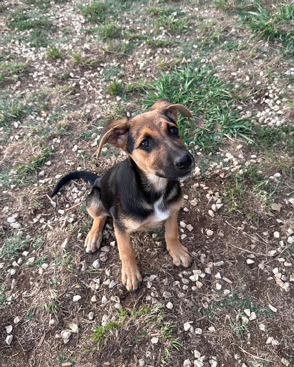 Cher dolce cucciola 3 mesi cerca casa Foto 5