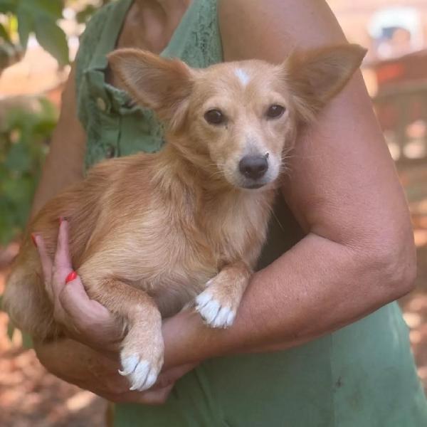 Maya 1 Anno - Mix Chihuahua Pelo Lungo Cerca Casa