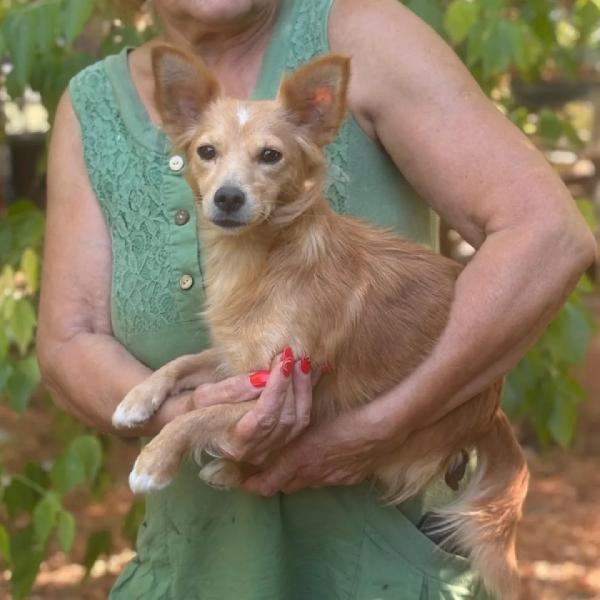 Maya 1 anno - mix chihuahua pelo lungo cerca casa Foto 2