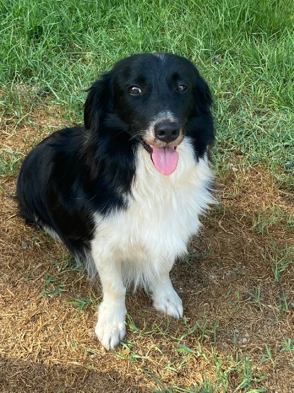 Maurizio - Simil Border Collie 5 Anni Cerca Adozione