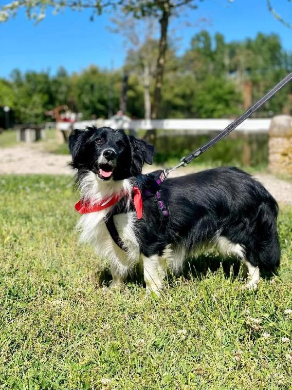 Maurizio - simil border collie 5 anni cerca adozione Foto 2