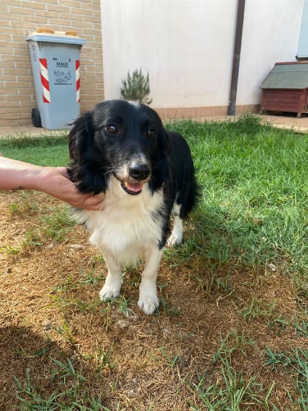 Maurizio - simil border collie 5 anni cerca adozione Foto 3