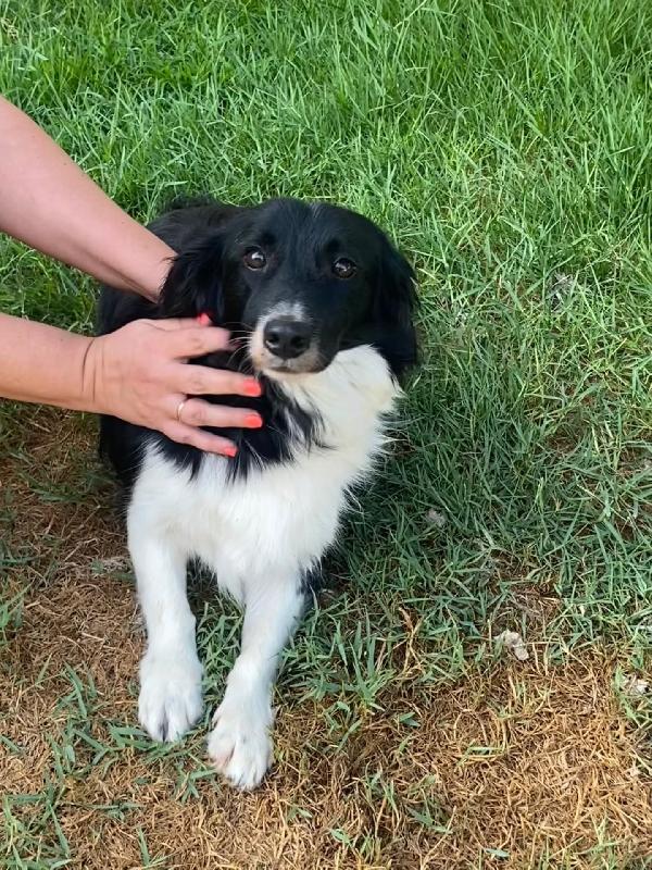 Maurizio - simil border collie 5 anni cerca adozione Foto 4