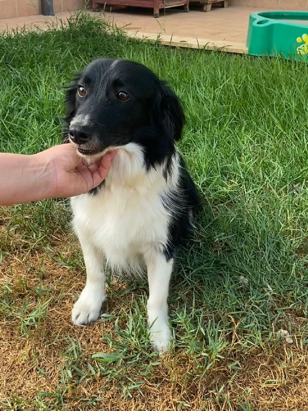 Maurizio - simil border collie 5 anni cerca adozione Foto 5