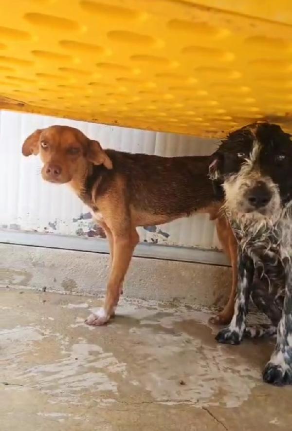 Lupo: cucciolotto taglia piccola socievole con tutti  Foto 4