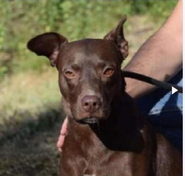 Leila Manto Marrone 9Anni In Canile Da 6Anni