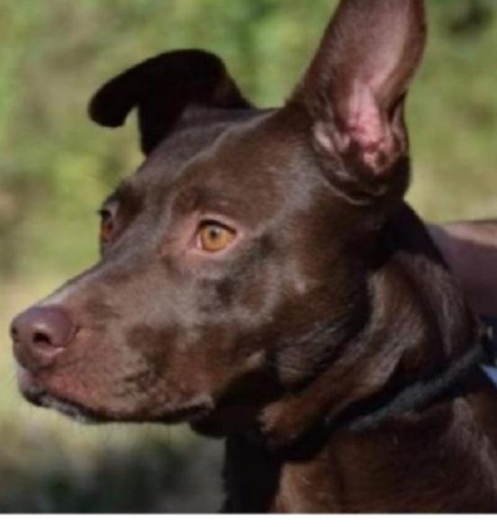 Leila manto marrone 9anni in canile da 6anni Foto 2