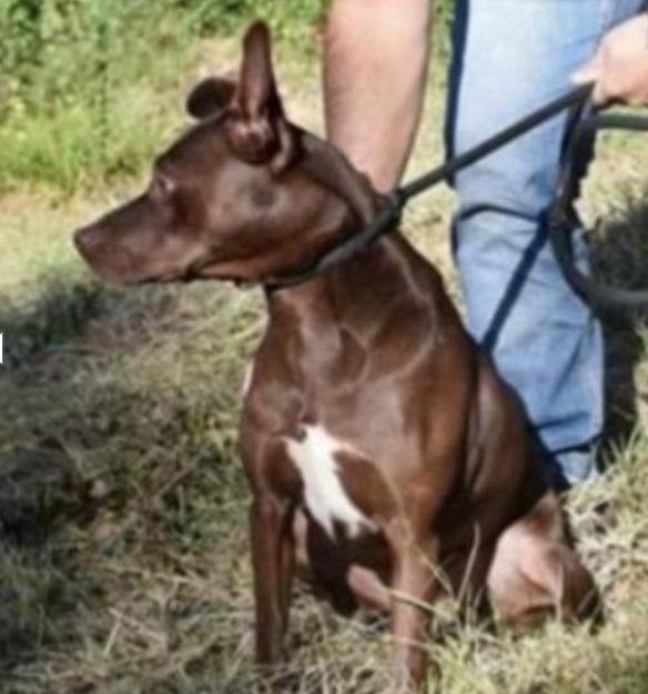 Leila manto marrone 9anni in canile da 6anni Foto 3