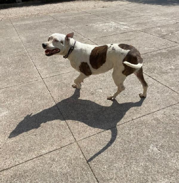 Siux Pitbull 4/5anni ha perso 1occhietto CREMONA Foto 3