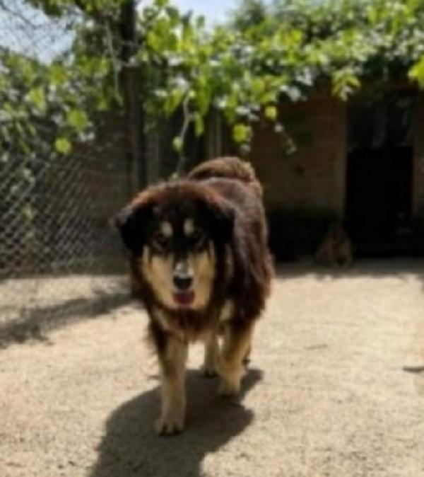 Lady 5anni tolta da 1lager, vive in altro canile. Foto 2